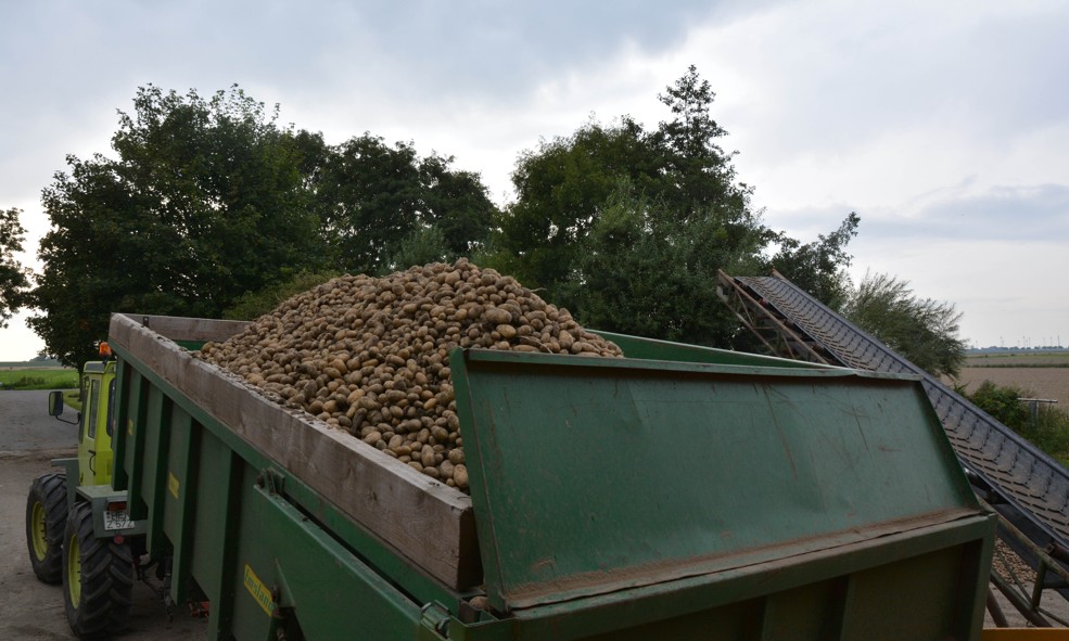 Kartoffelernte